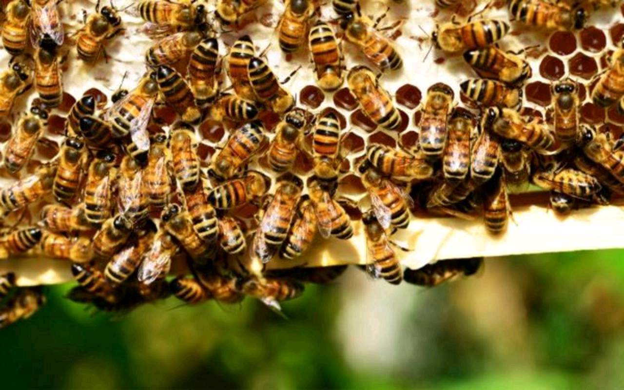Bienen Und Imkerei Wirtschaftsv lker Bienen Kaufen Landwirt