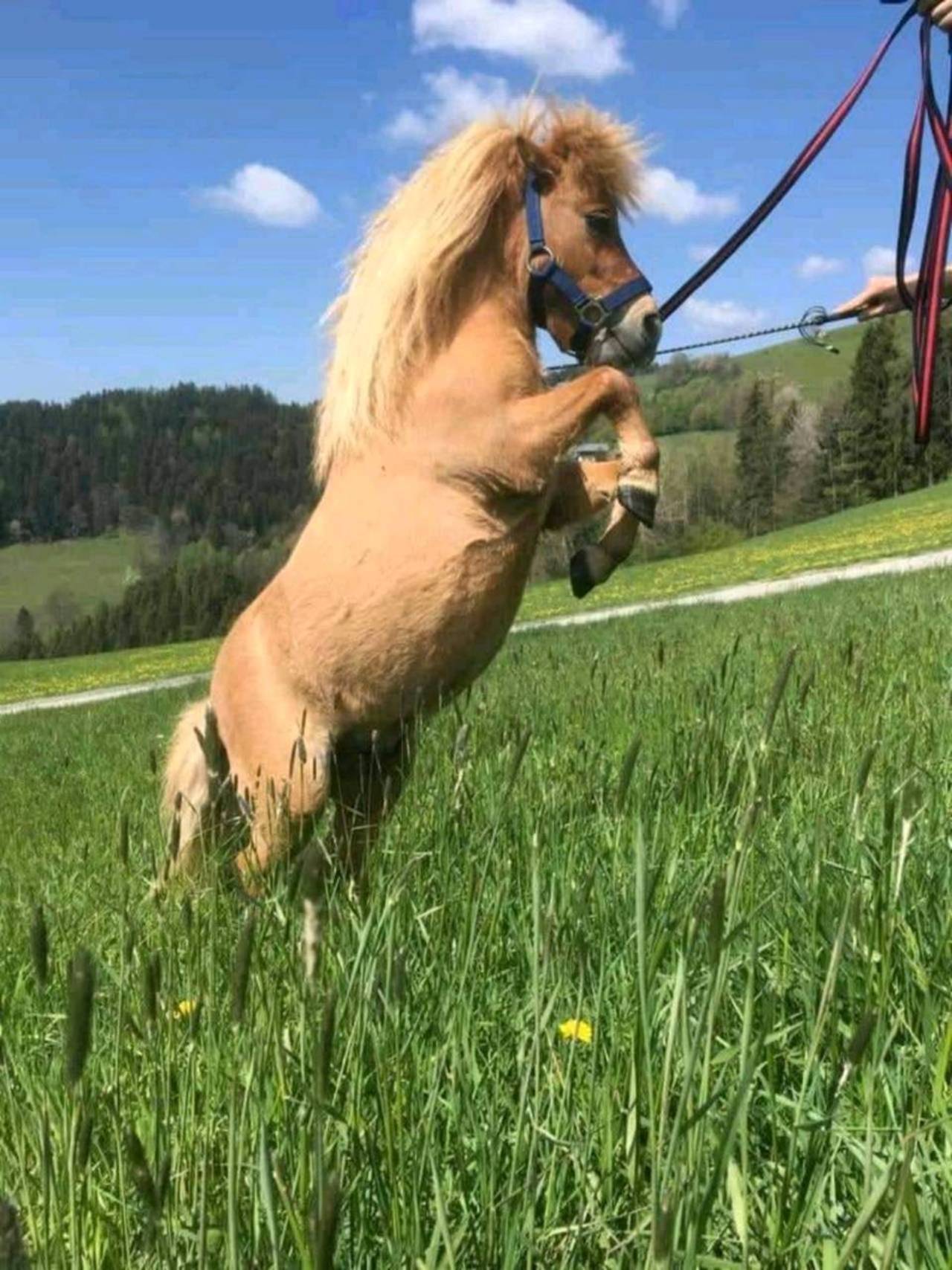 Pferdemarkt Pony: Pony kaufen - Landwirt.com