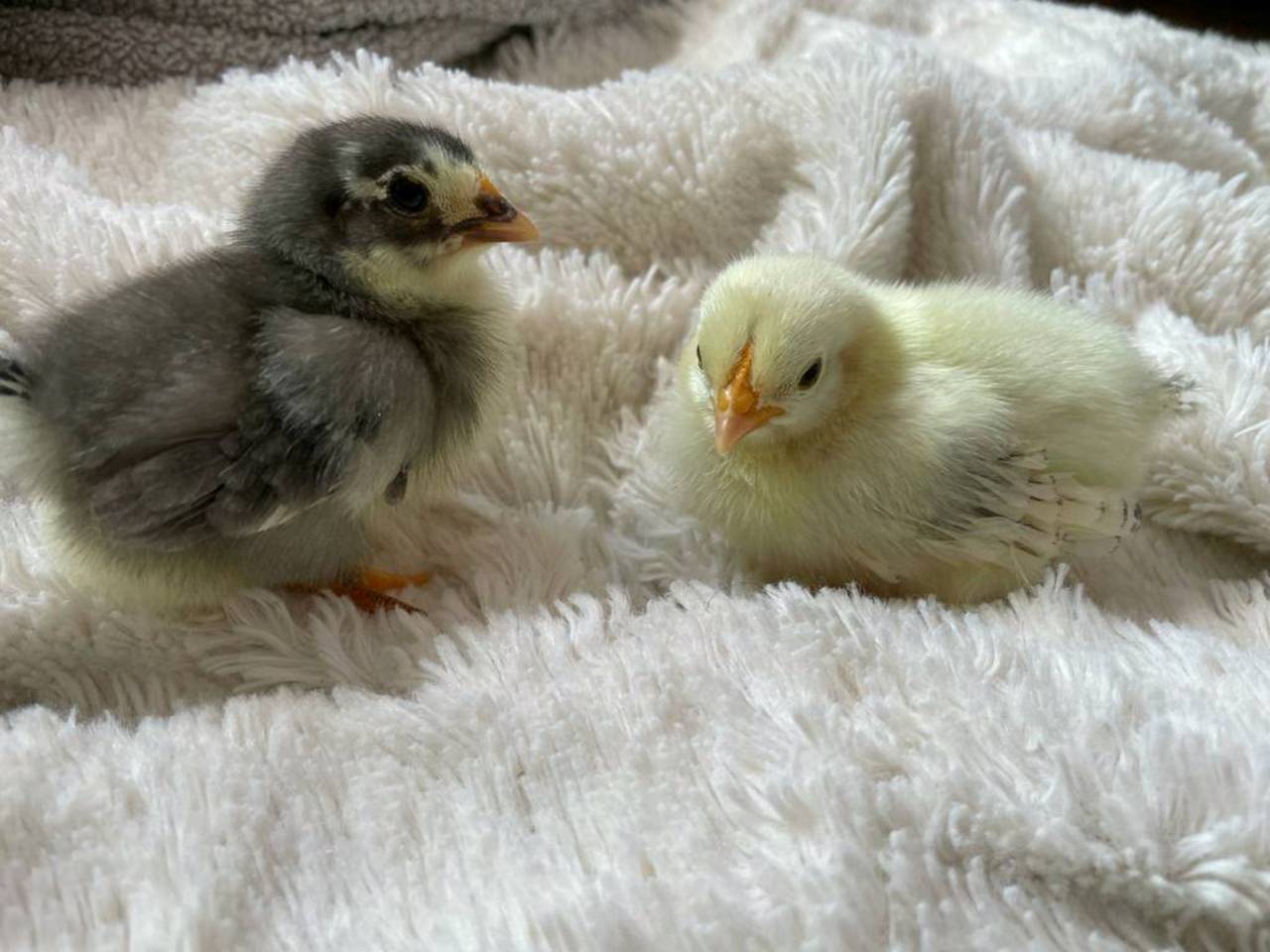 Zwerghühner: Chabo Küken kaufen - Landwirt.com