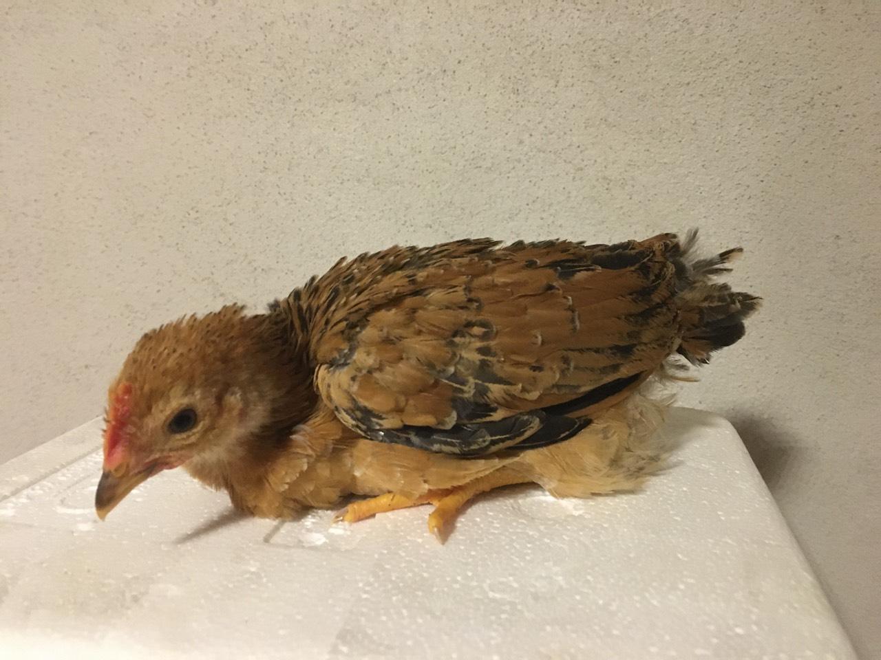 Küken Amrock Küken kaufen Küken Amrock Küken kaufen