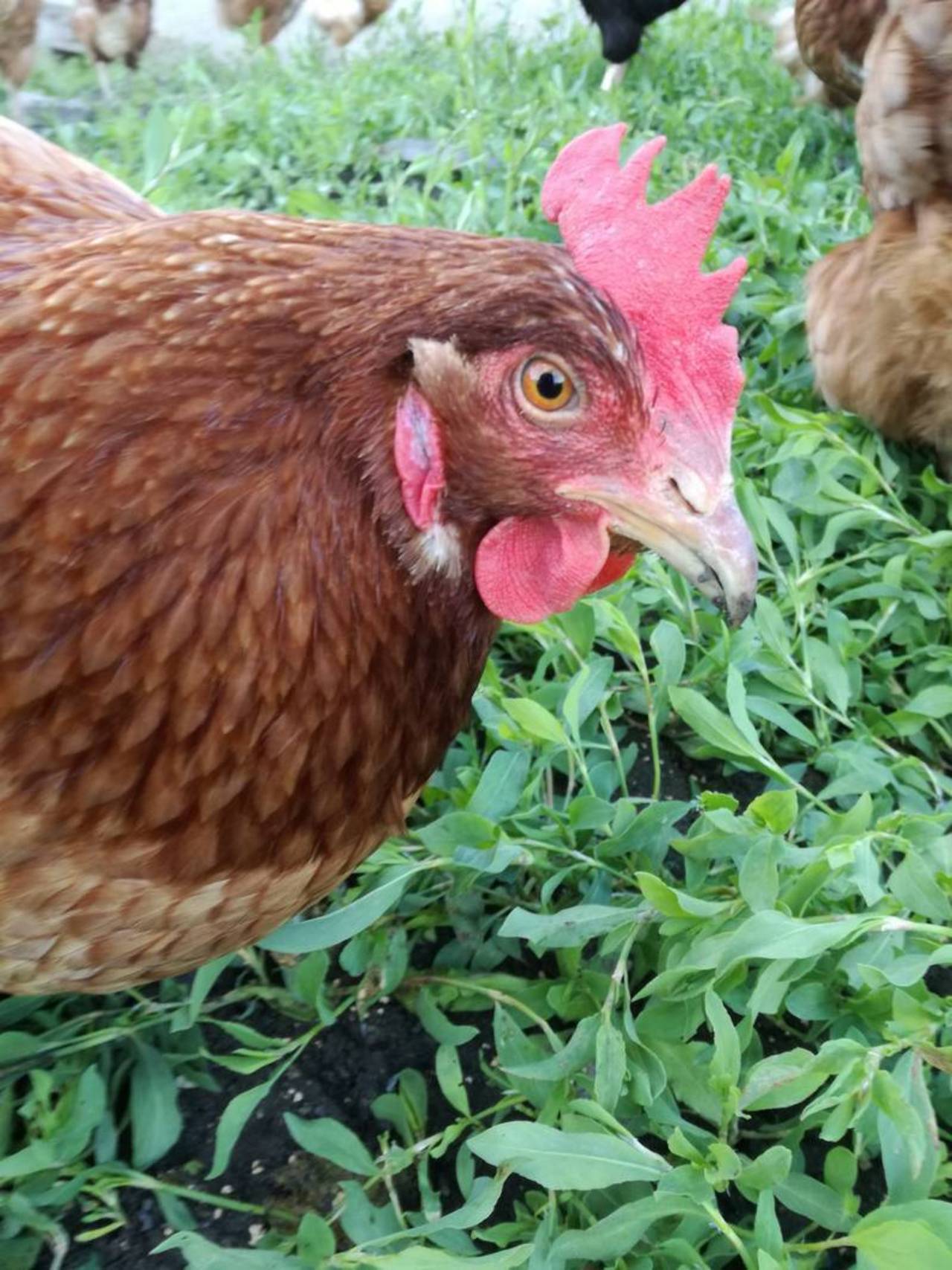 Legehennen: Hhner Kaufen - Landwirt.com