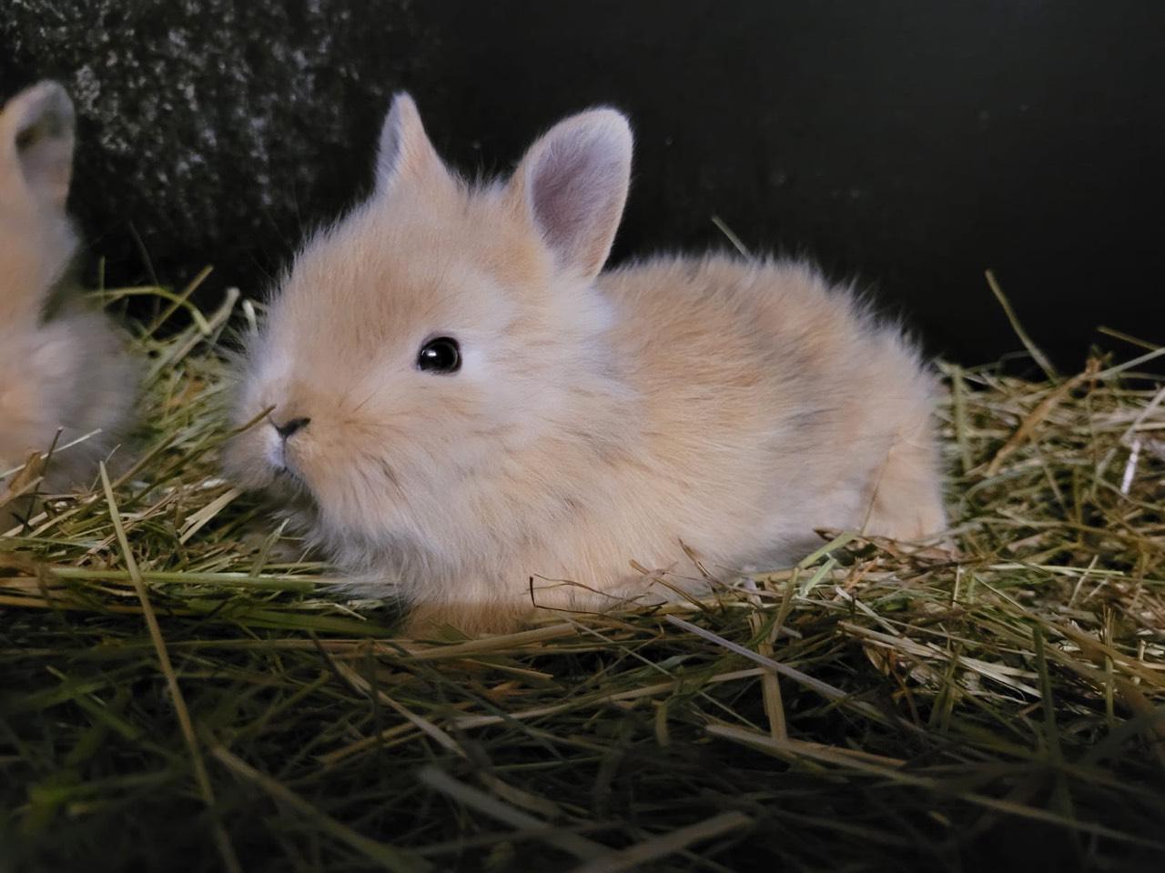 Zwergkaninchen: Zwerghasen Kaufen - Landwirt.com