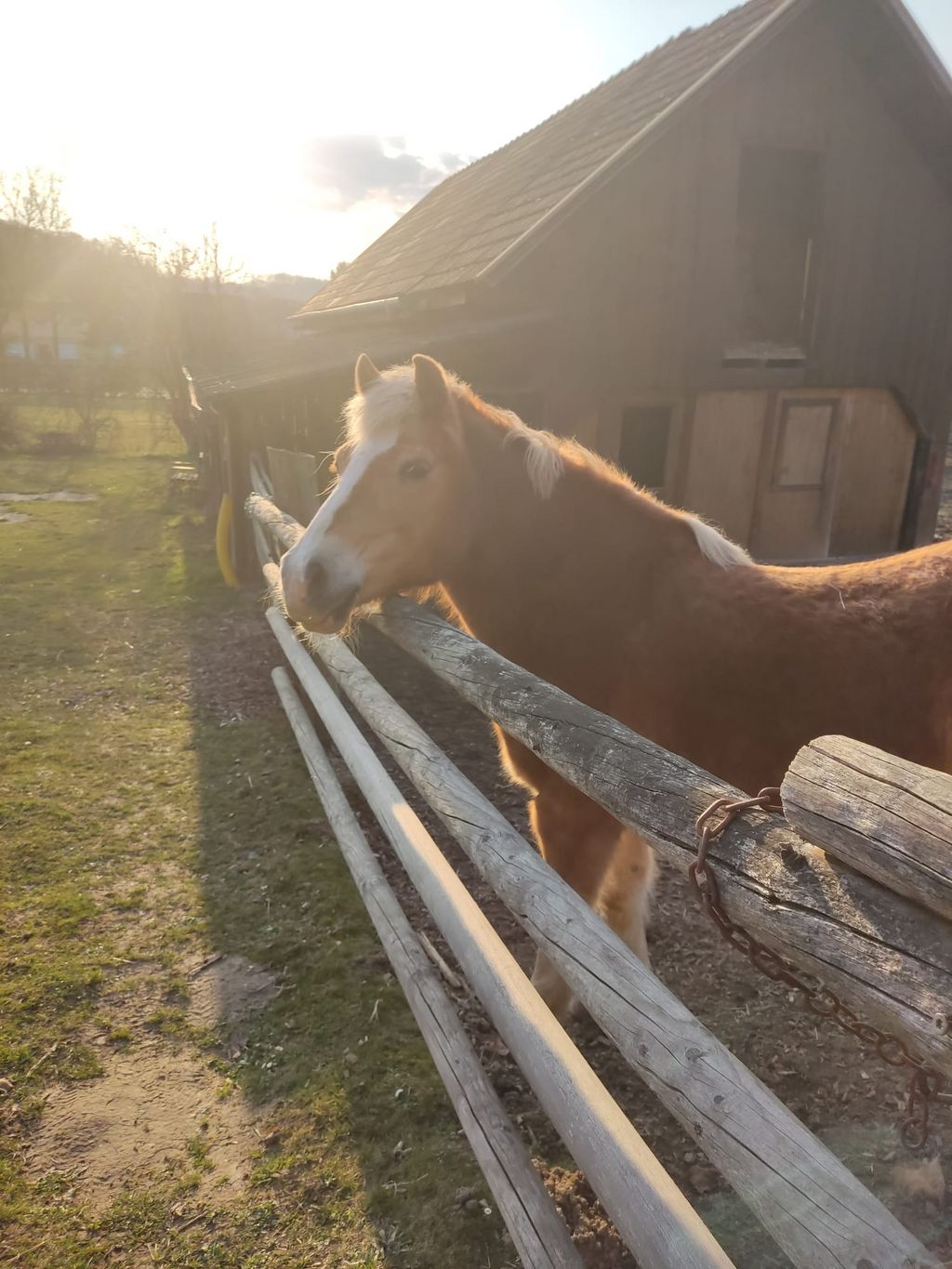 Pferdemarkt Pony: Suche Pony oder Kleinpferd für Haltergemeinschaft