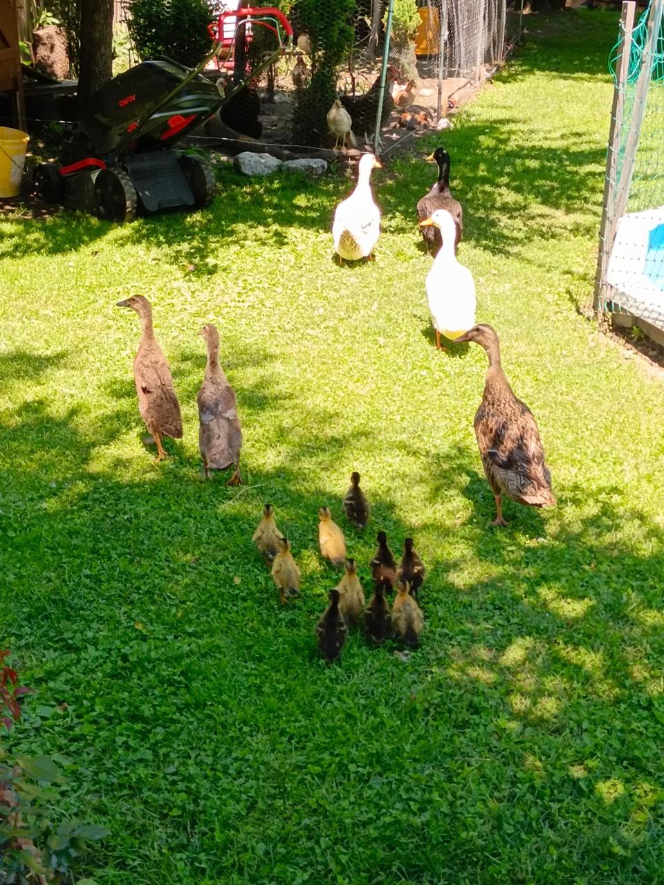 Enten bruteier kaufen