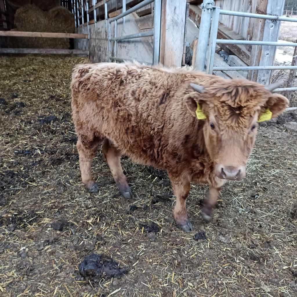 Moneer Rind Dexter Rinder Größe : Dexter KB-Bulle Whitestone Phoenix – GWKX