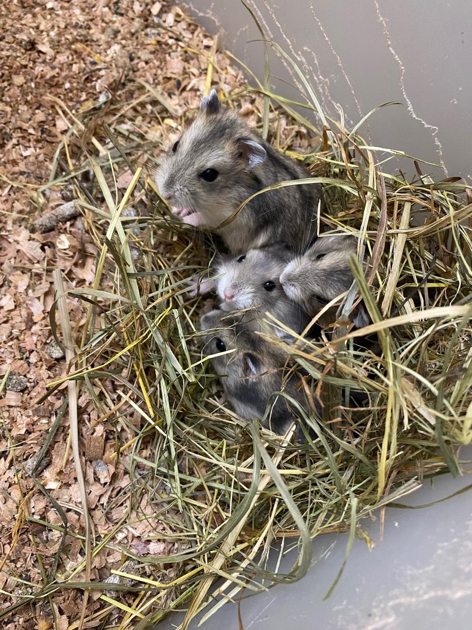 Junge Zwerghamster 2