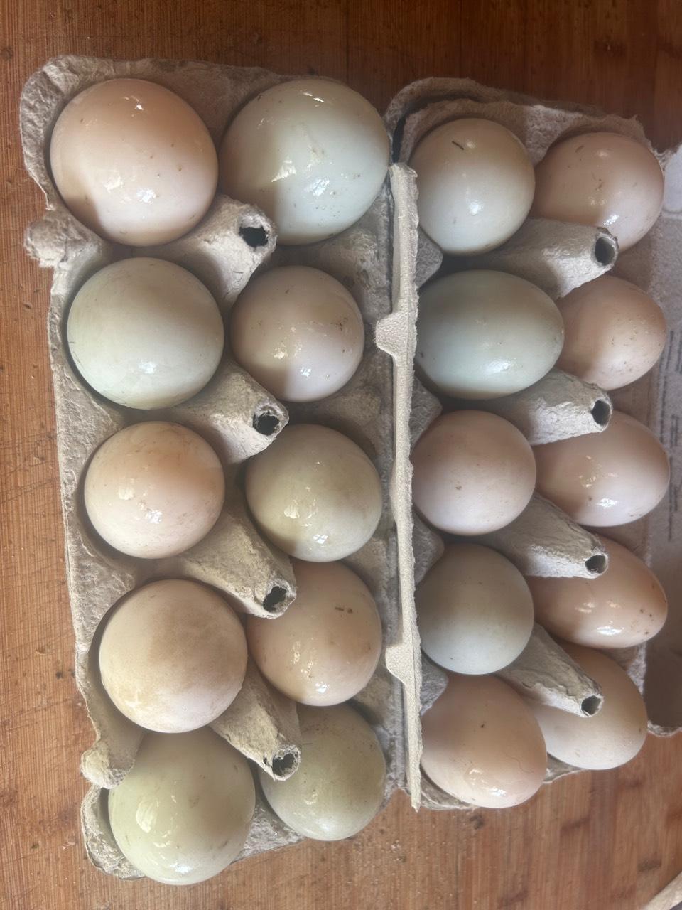 Enten: Laufenten bruteier kaufen - Landwirt.com
