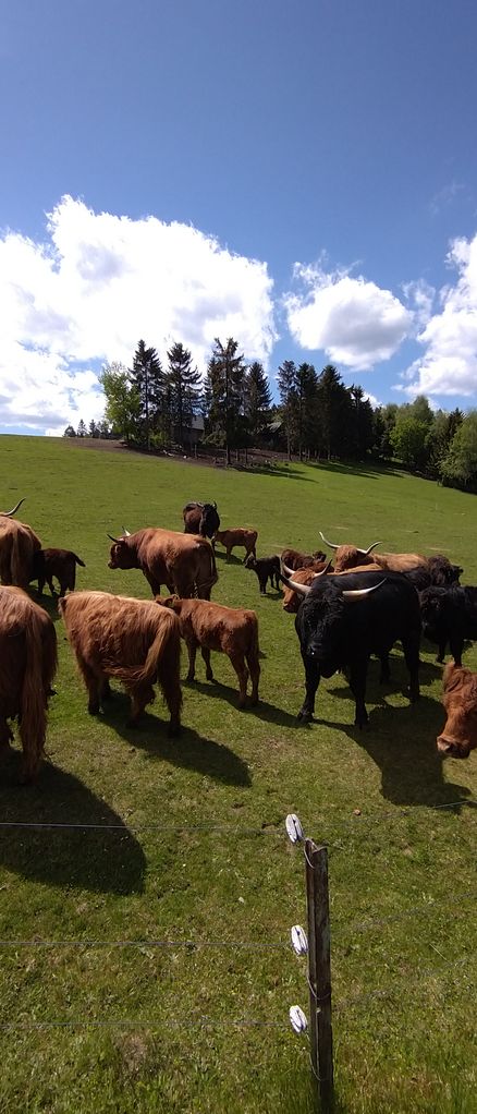 Bio-Hochlandrind Kalbinnen 2