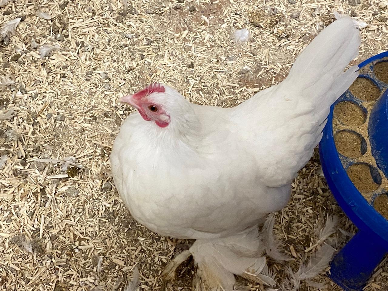 Zwerghühner Federfüßige Zwerghühner kaufen