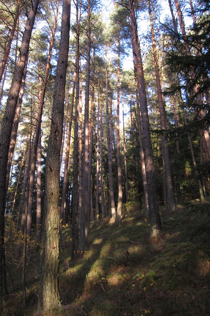 Wälder 4,1 ha Wald kaufen