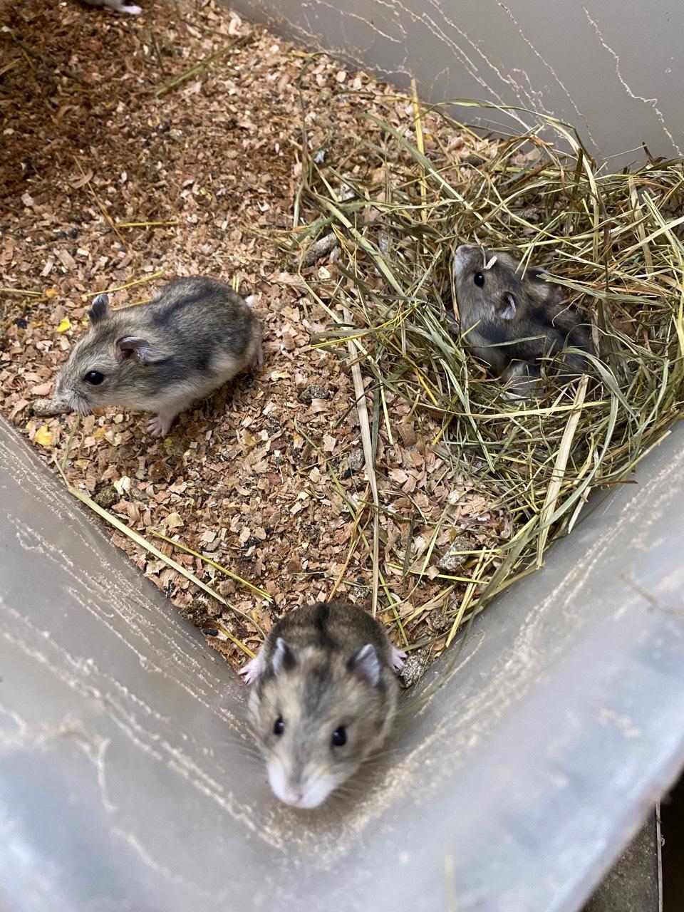 Junge Zwerghamster 3