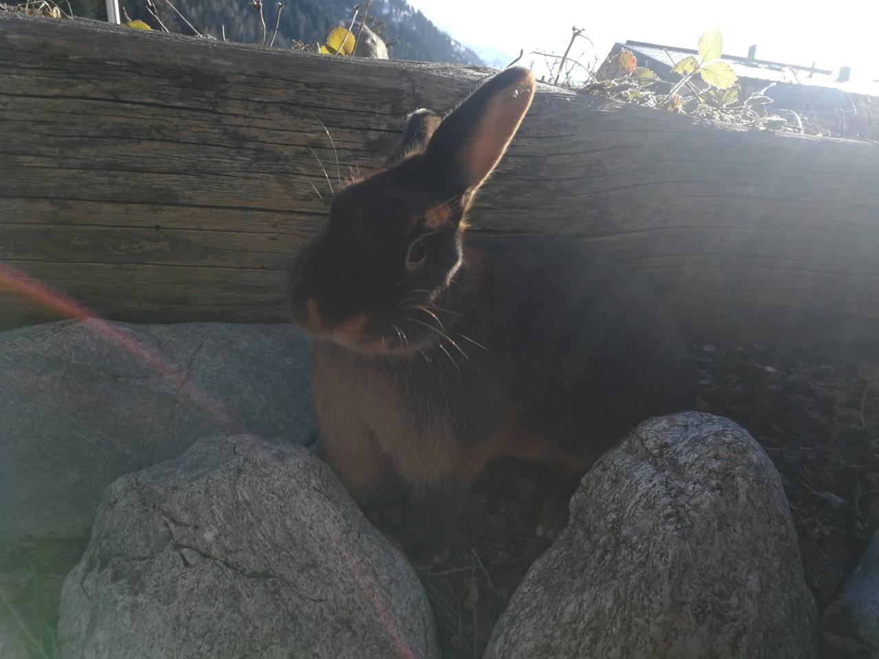 Lohkaninchen: Kaninchen kaufen - Landwirt.com