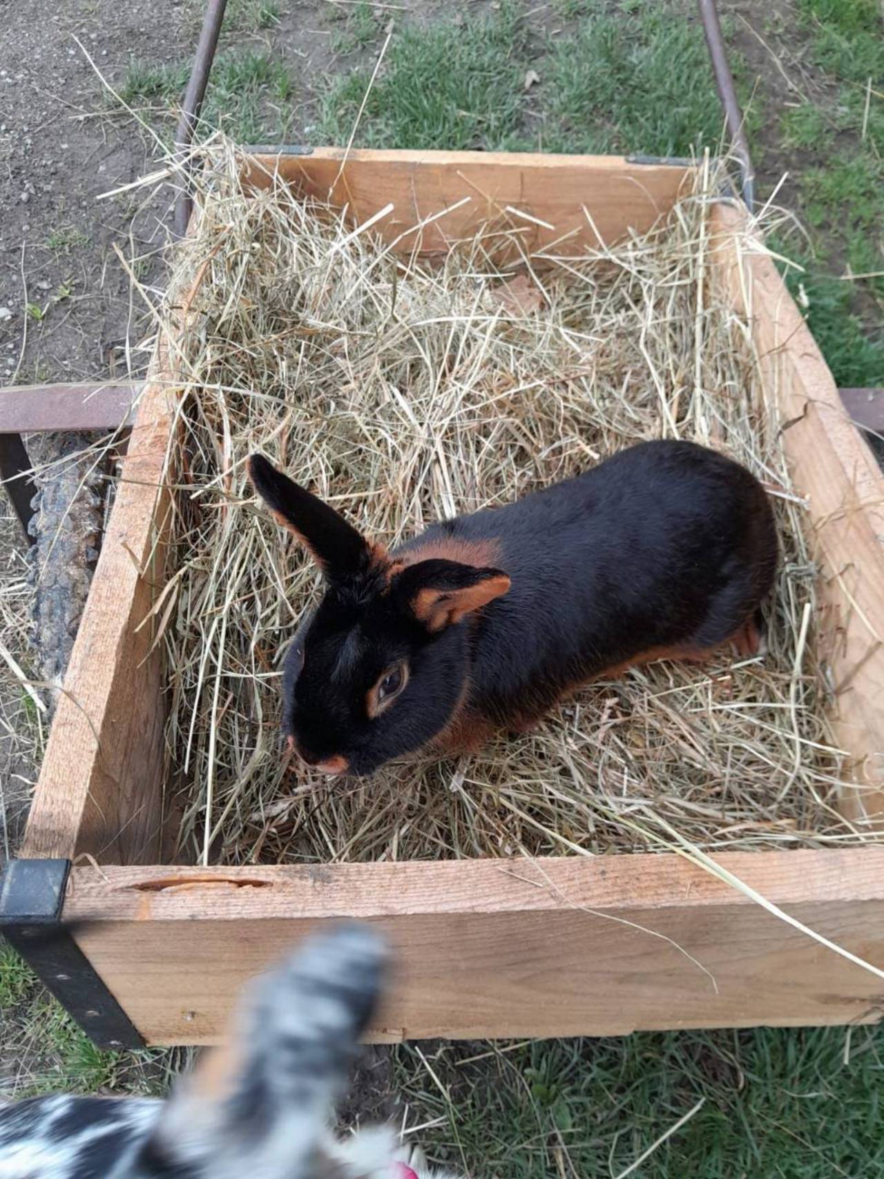 Lohkaninchen: Lohkaninchen schwarz kaufen - Landwirt.com