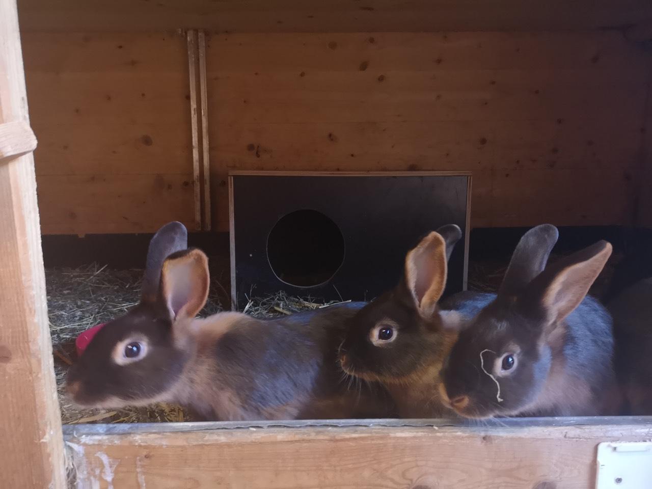 Lohkaninchen: Kaninchen kaufen - Landwirt.com