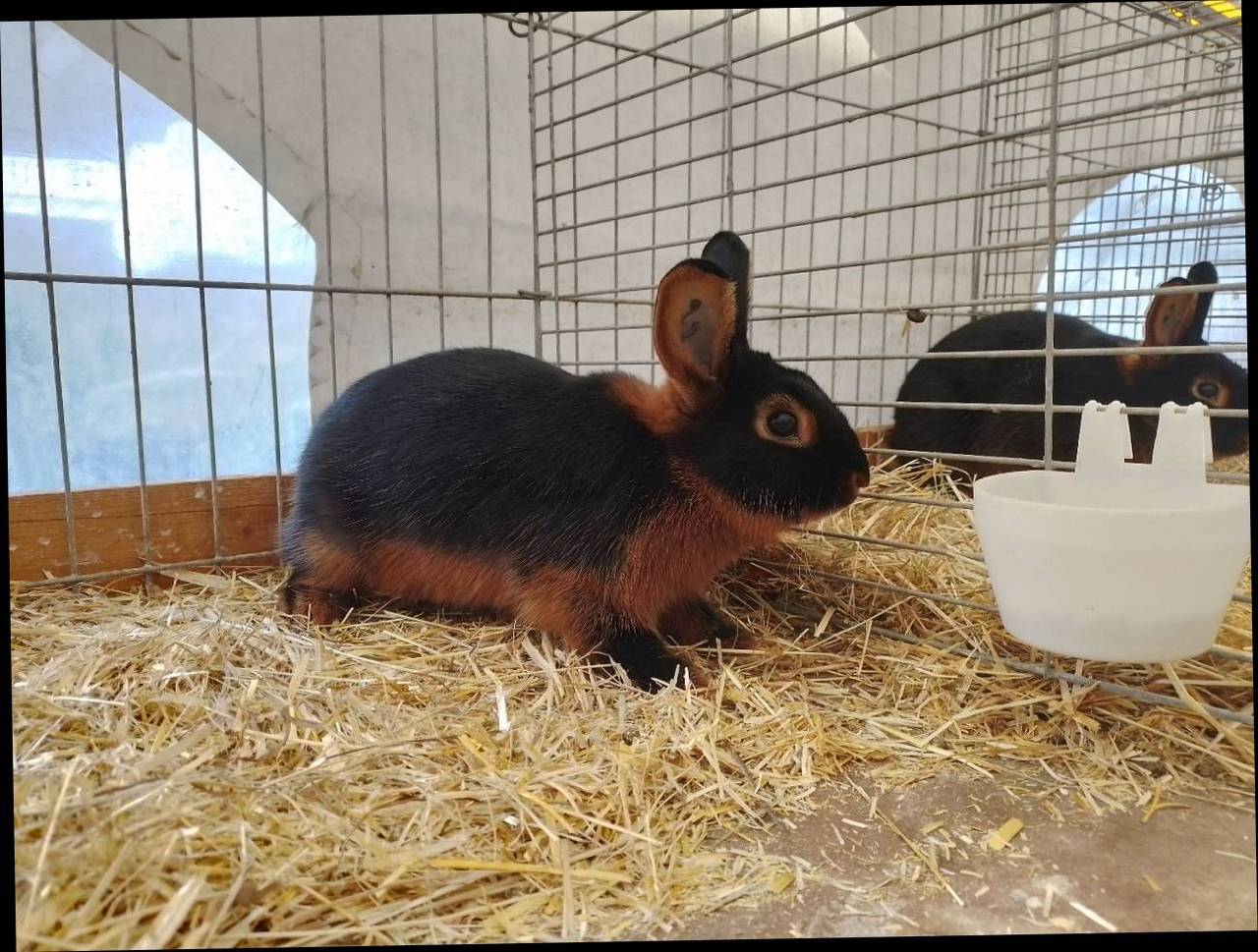 Lohkaninchen: Lohkaninchen schwarz kaufen - Landwirt.com