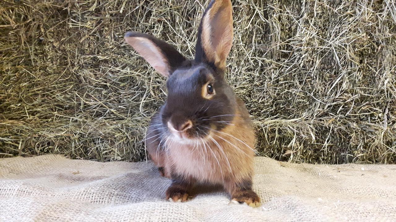 Lohkaninchen: Kaninchen kaufen - Landwirt.com