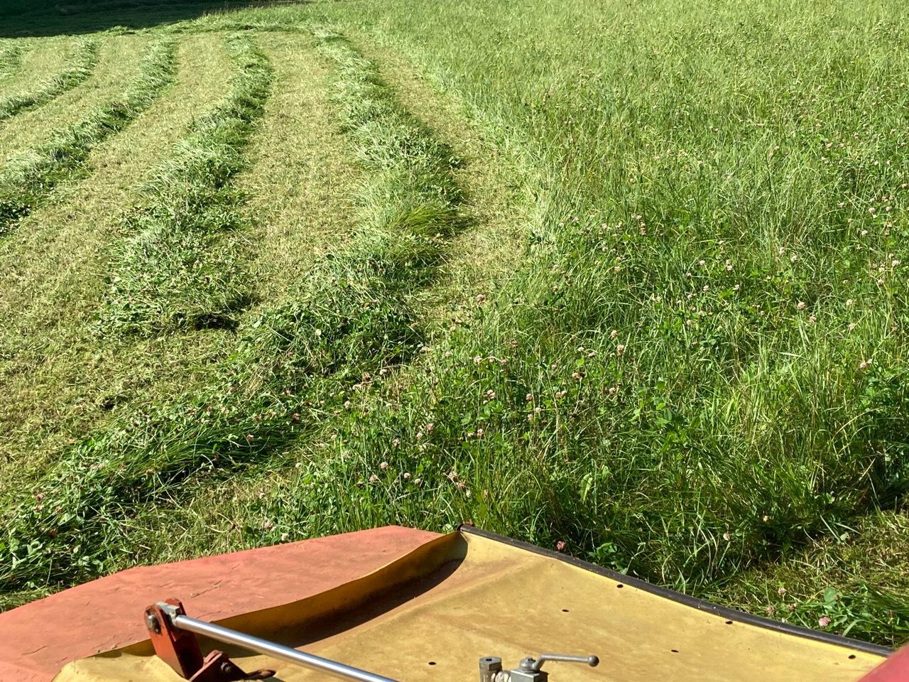 Biete Pferdeheu in Rundballen ab Ernte 2026 3