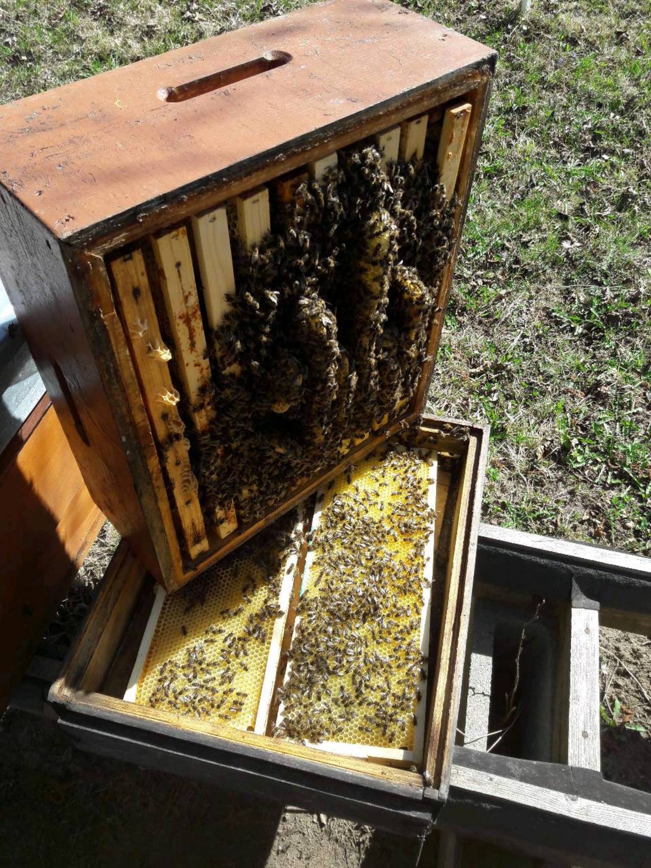 Bienen und Imkerei: Bienen Ableger Völker Kärnten Carnica kaufen - Landwirt.com