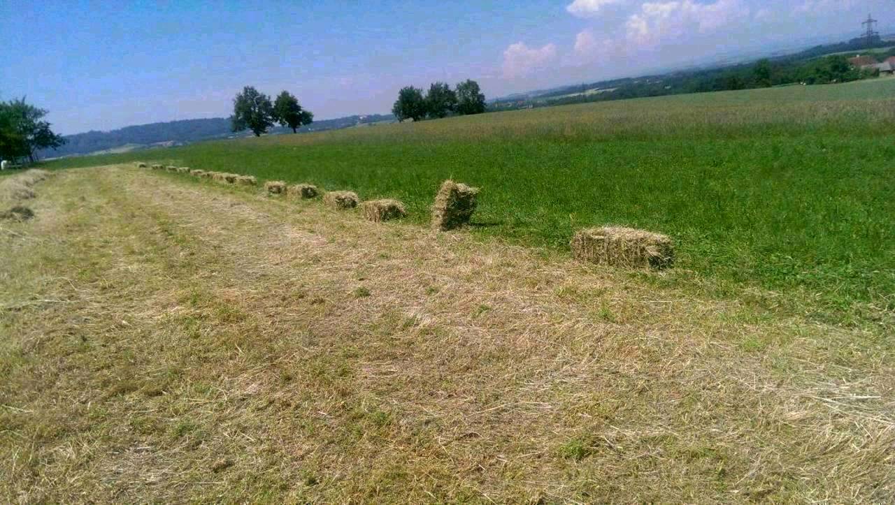 Heu: Heu Und Stroh In Kleinballen Kaufen - Landwirt.com