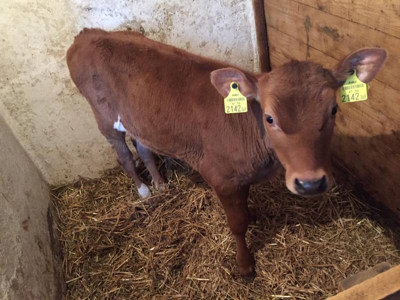 Jersey Rinder kaufen und verkaufen - Landwirt.com