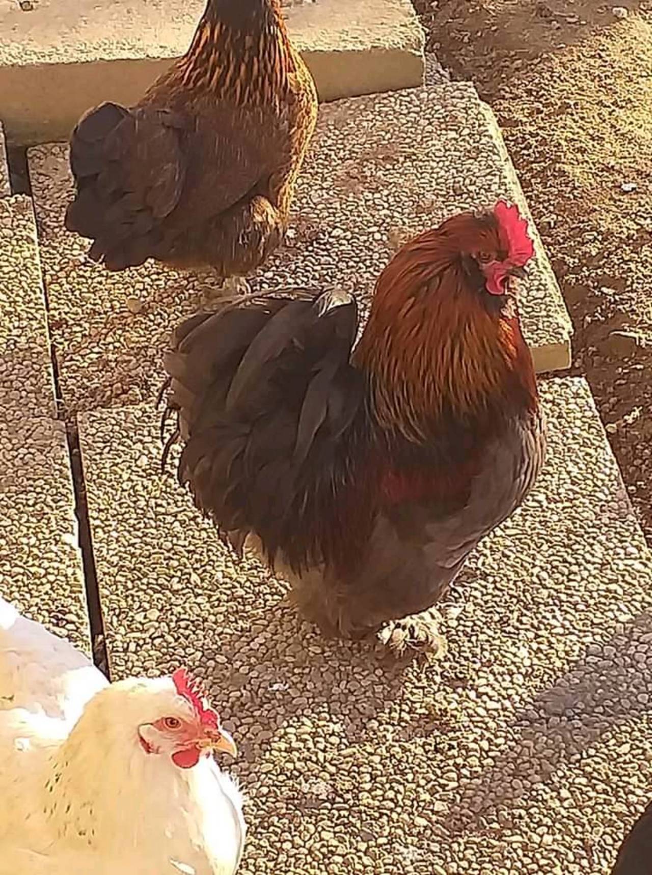 Seidenhühner: Seidenhahn kaufen - Landwirt.com