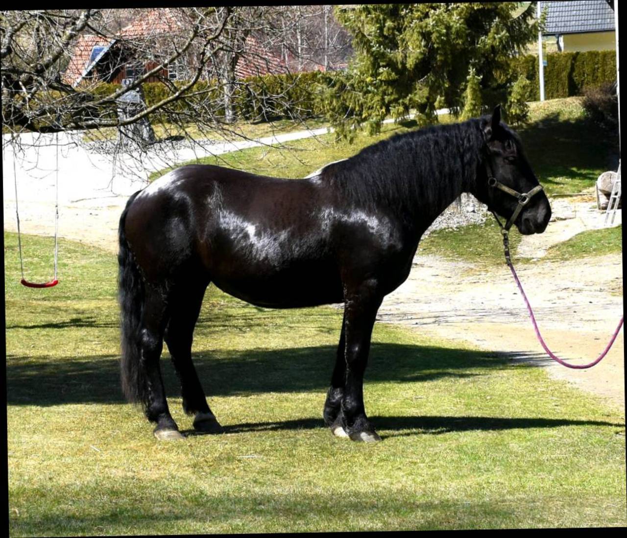 Pferdemarkt Noriker: Noriker Stute kaufen - Landwirt.com