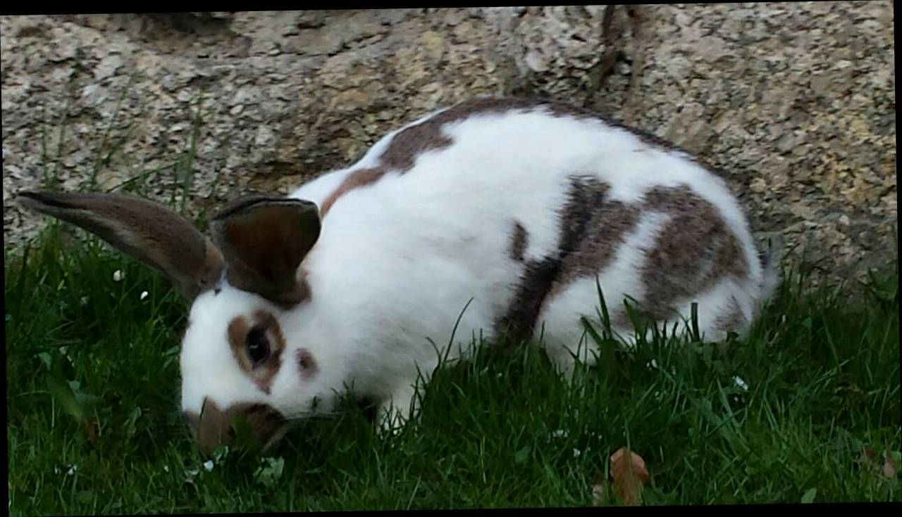 Fleischhasen: Weiblicher Hase zur Zucht kaufen - Landwirt.com