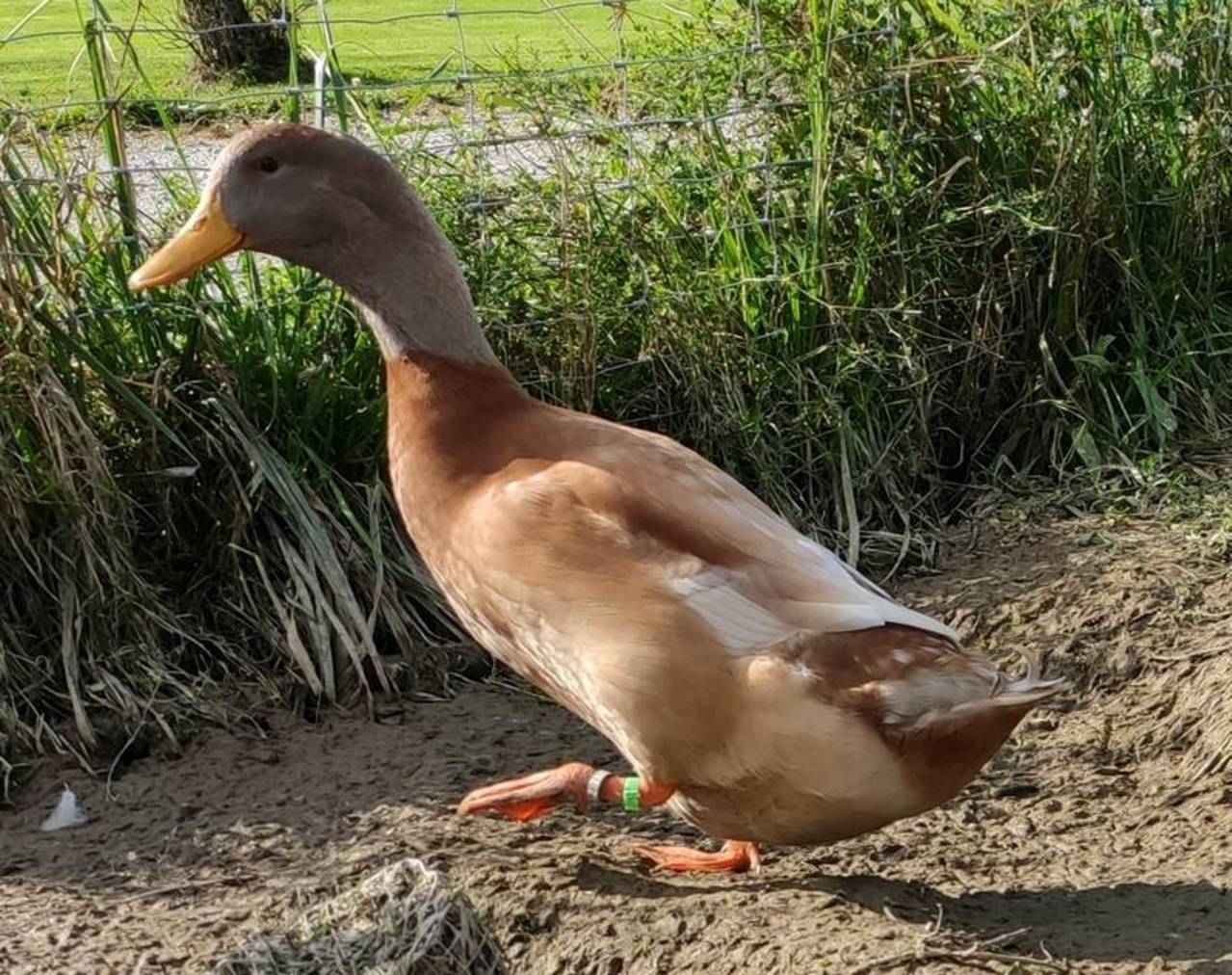 Enten: Enten Bruteier Lauf-  Haube, Orpington-, Warzen-, Silber Ap ...