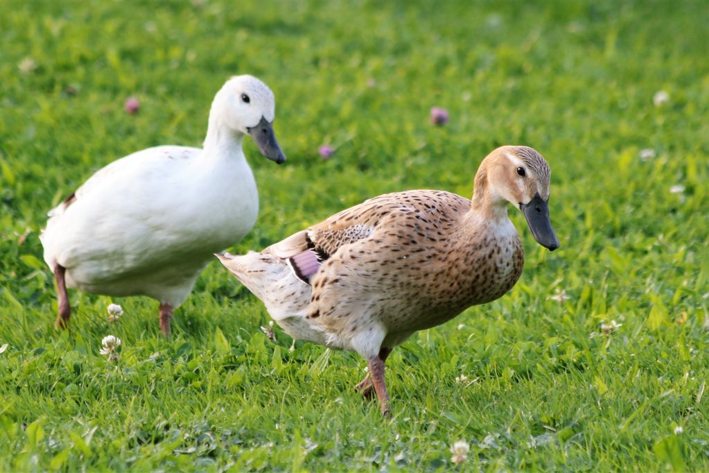 Enten: Bruteier von Lauf - Enten kaufen - Landwirt.com