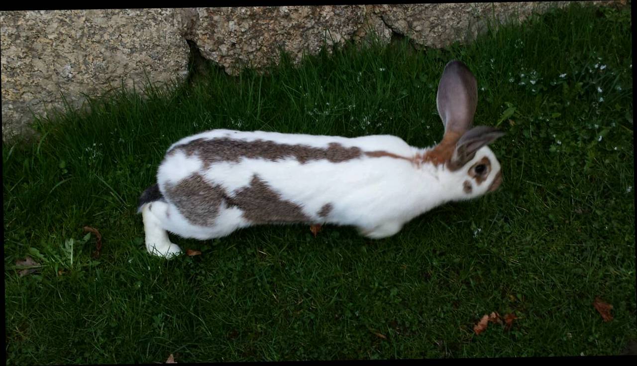 Fleischhasen: Weiblicher Hase zur Zucht kaufen - Landwirt.com