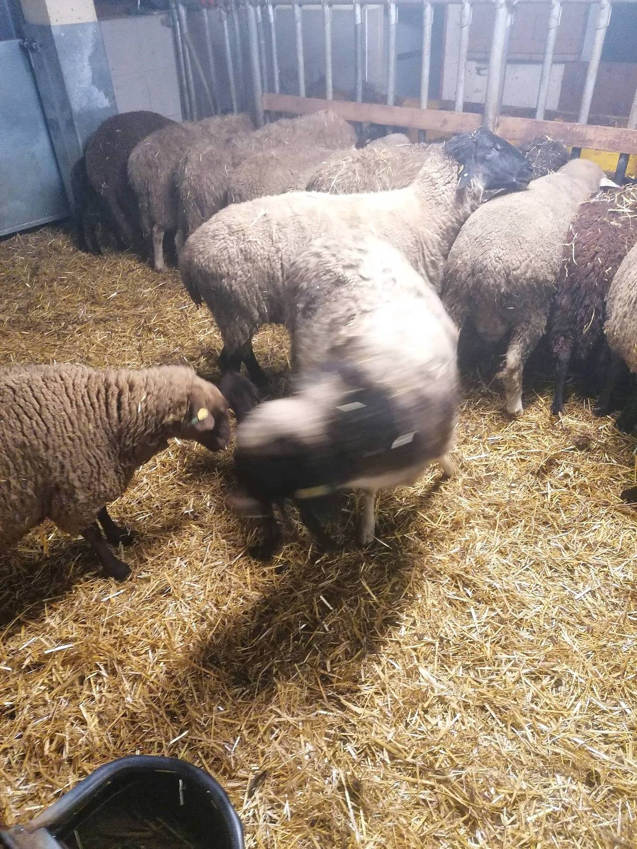 Mastlämmer und Schlachtschafe Verkaufe altschafe zum schlachten. kaufen
