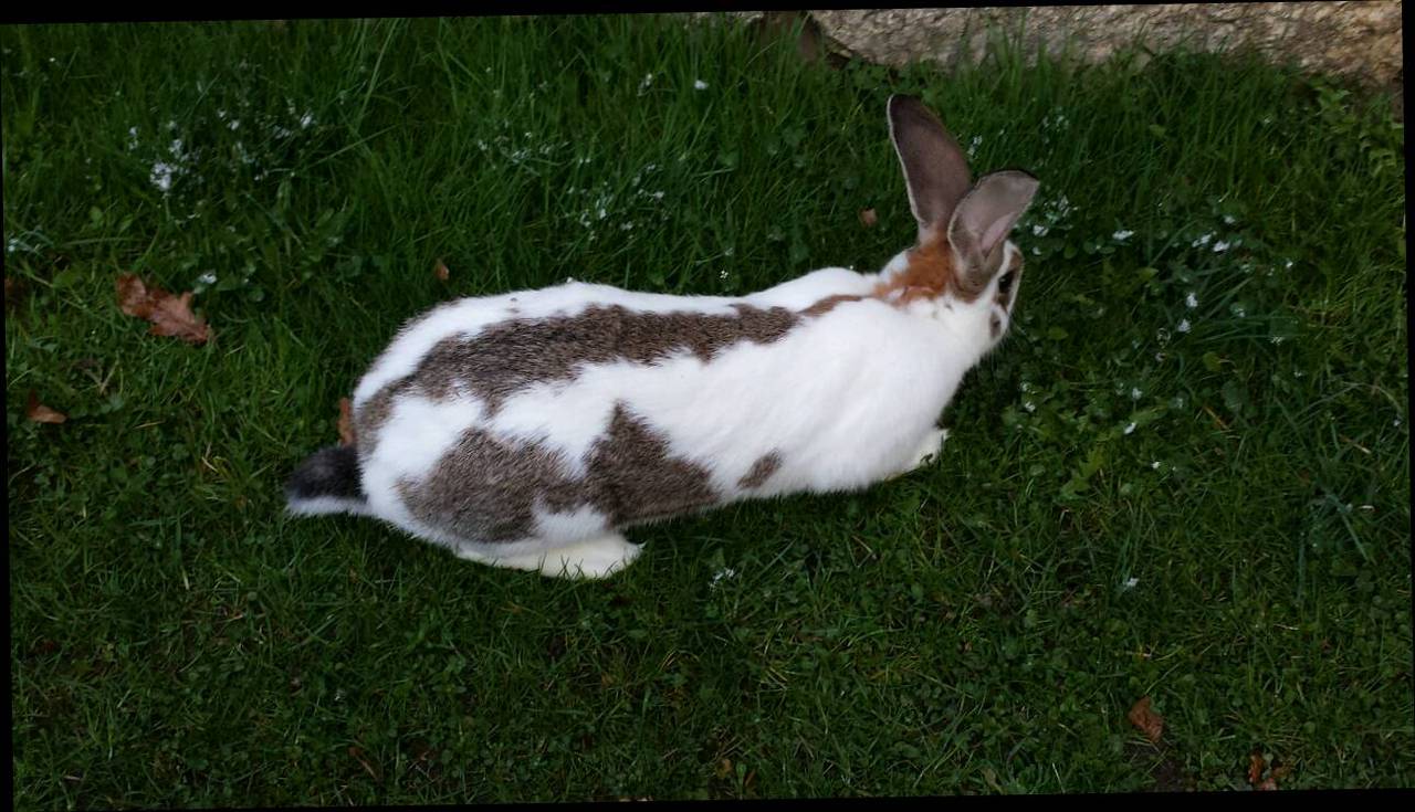 Fleischhasen: Weiblicher Hase zur Zucht kaufen - Landwirt.com