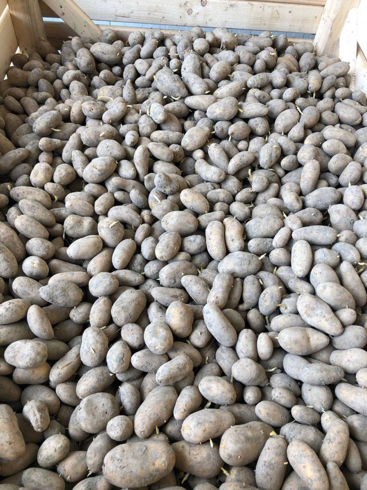 Sonstige Direktvermarktung: Bio-Kartoffeln kaufen - Landwirt.com