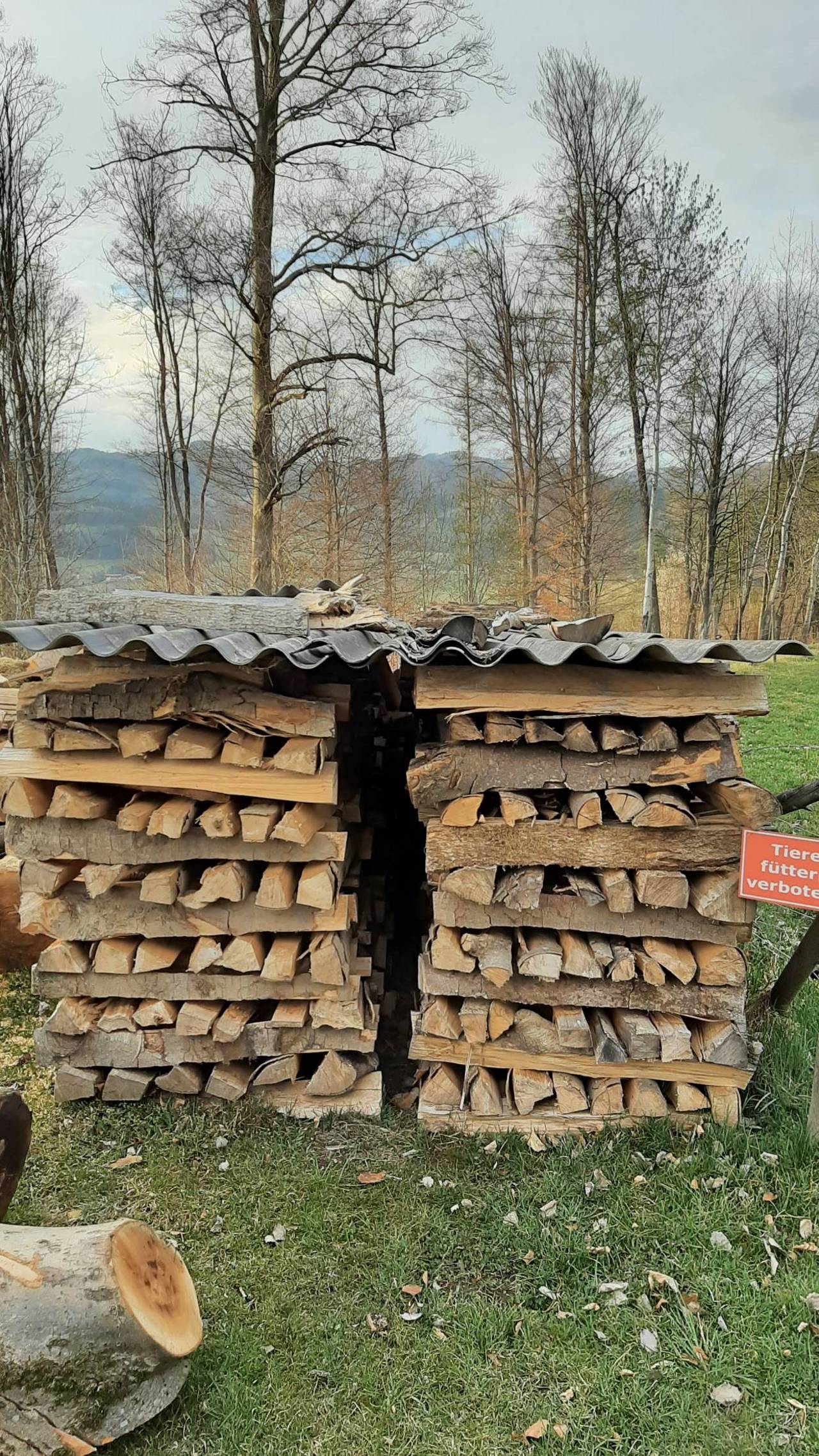 Brennholz Buche 2
