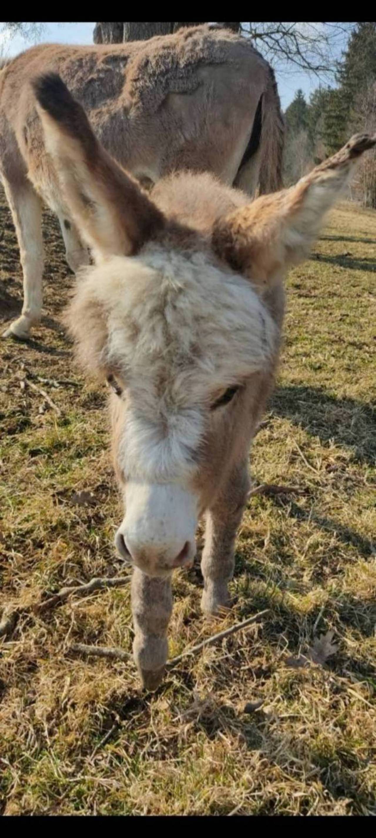 Hausesel: Miniatur-Zwerg Esel Fohlen kaufen - Landwirt.com