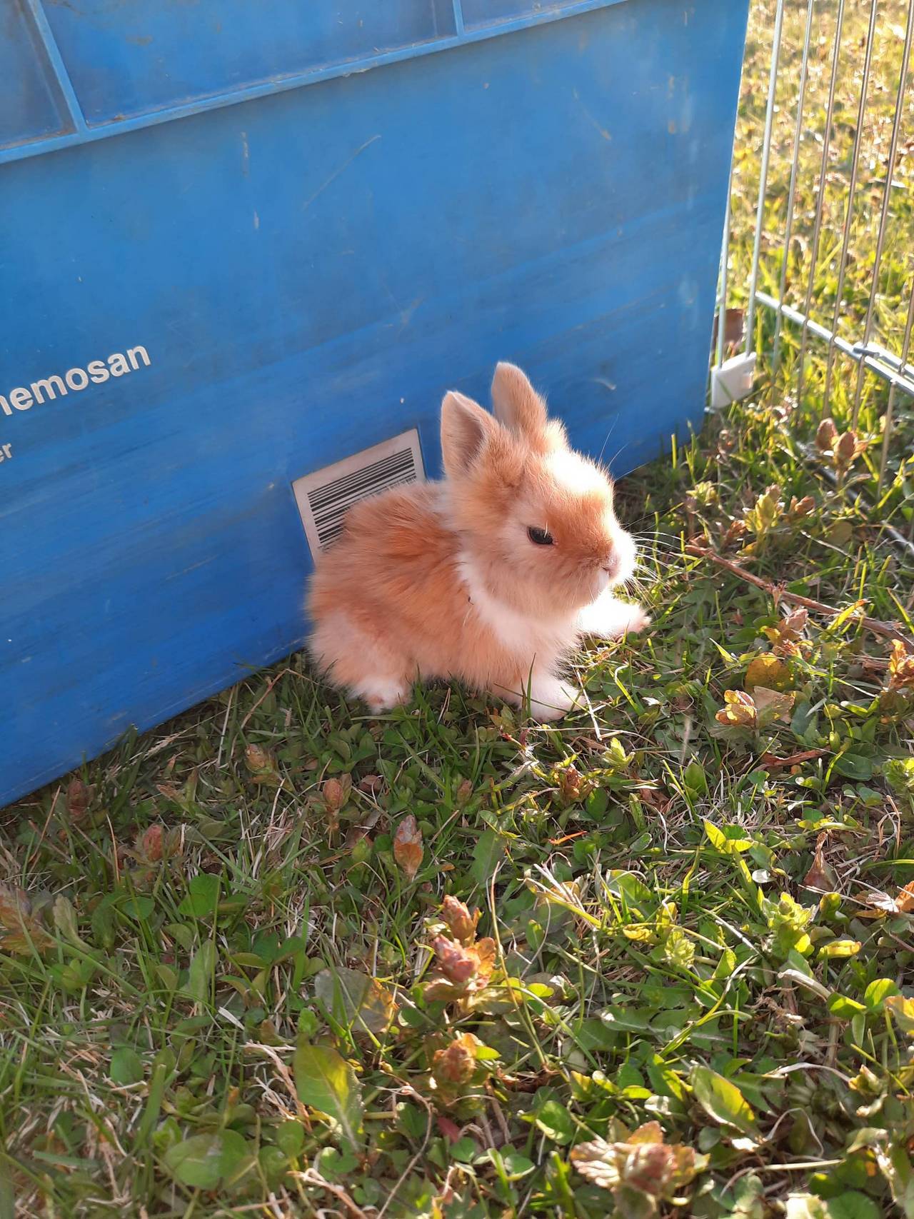 Zwergkaninchen Zwergkaninchen Babys kaufen