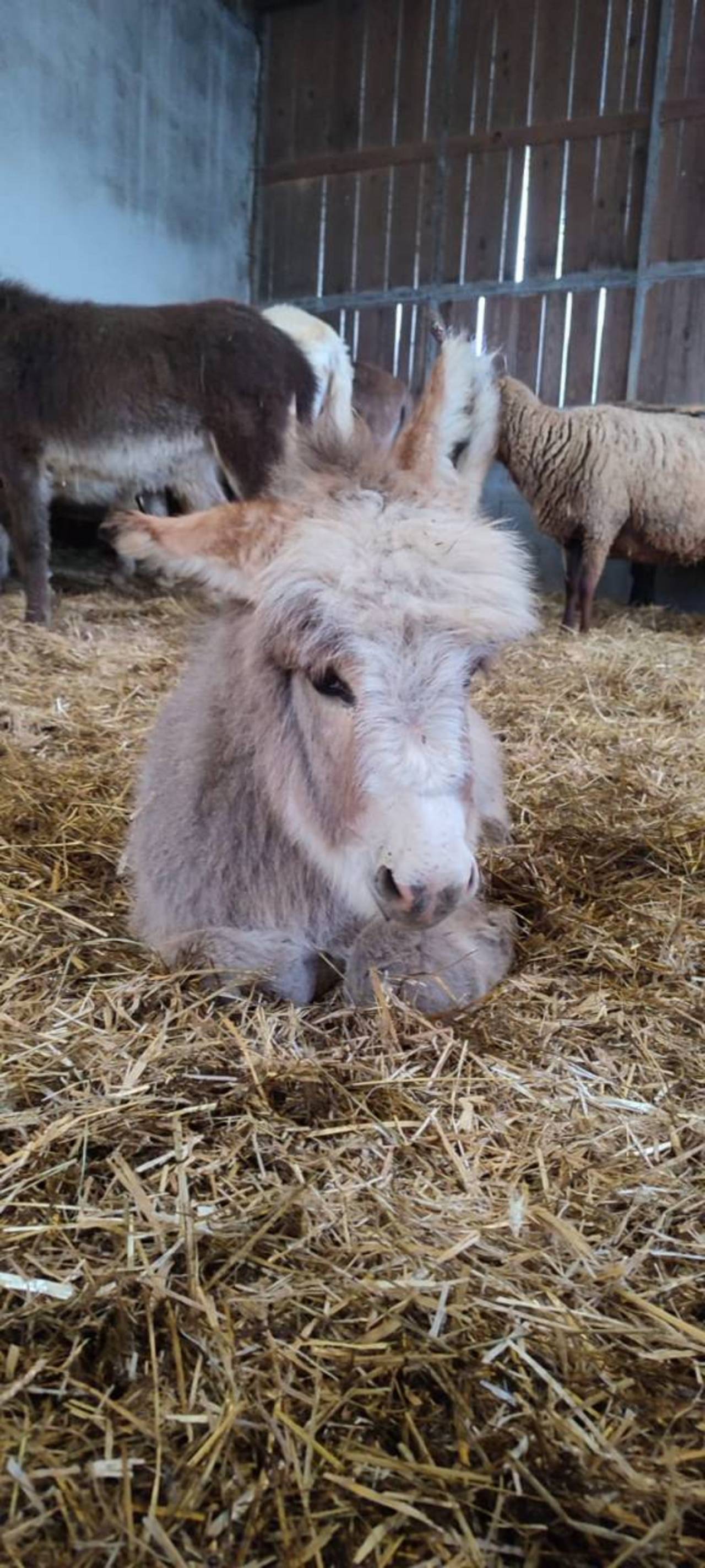 Hausesel: Miniatur-Zwerg Esel Fohlen kaufen - Landwirt.com
