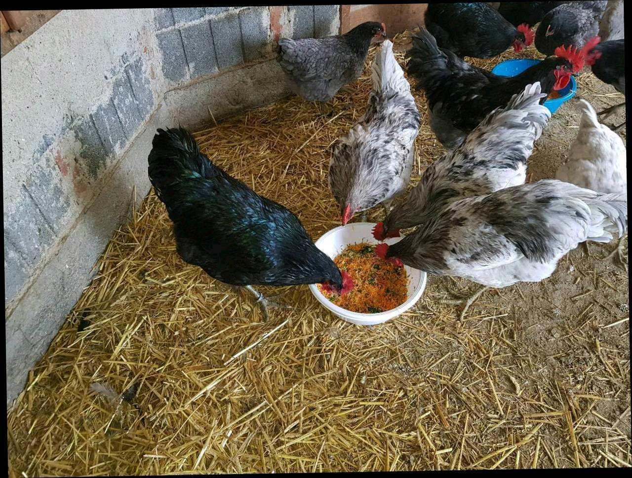 Bruteier Jersey Giant kaufen