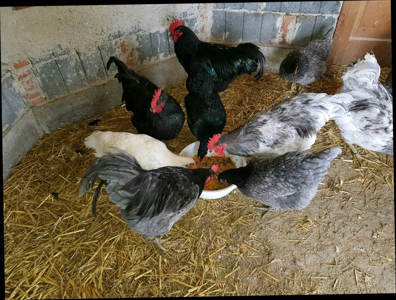 Bruteier Jersey Giant kaufen