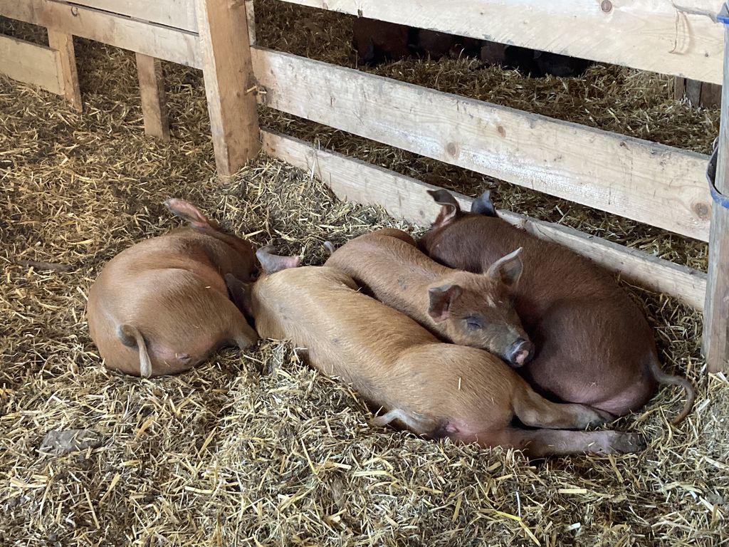 Schweinemarkt: Freiland DUROC x Pietrain Ferkel kaufen - Landwirt.com