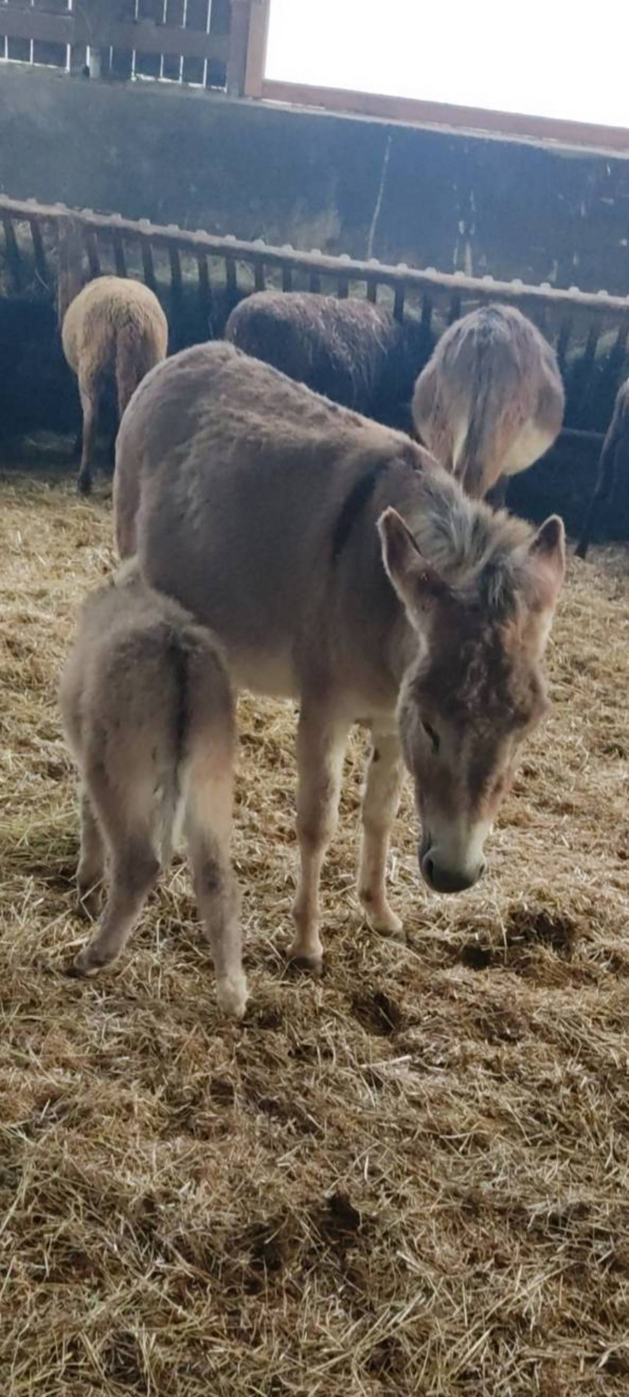 Hausesel: Miniatur-Zwerg Esel Fohlen kaufen - Landwirt.com
