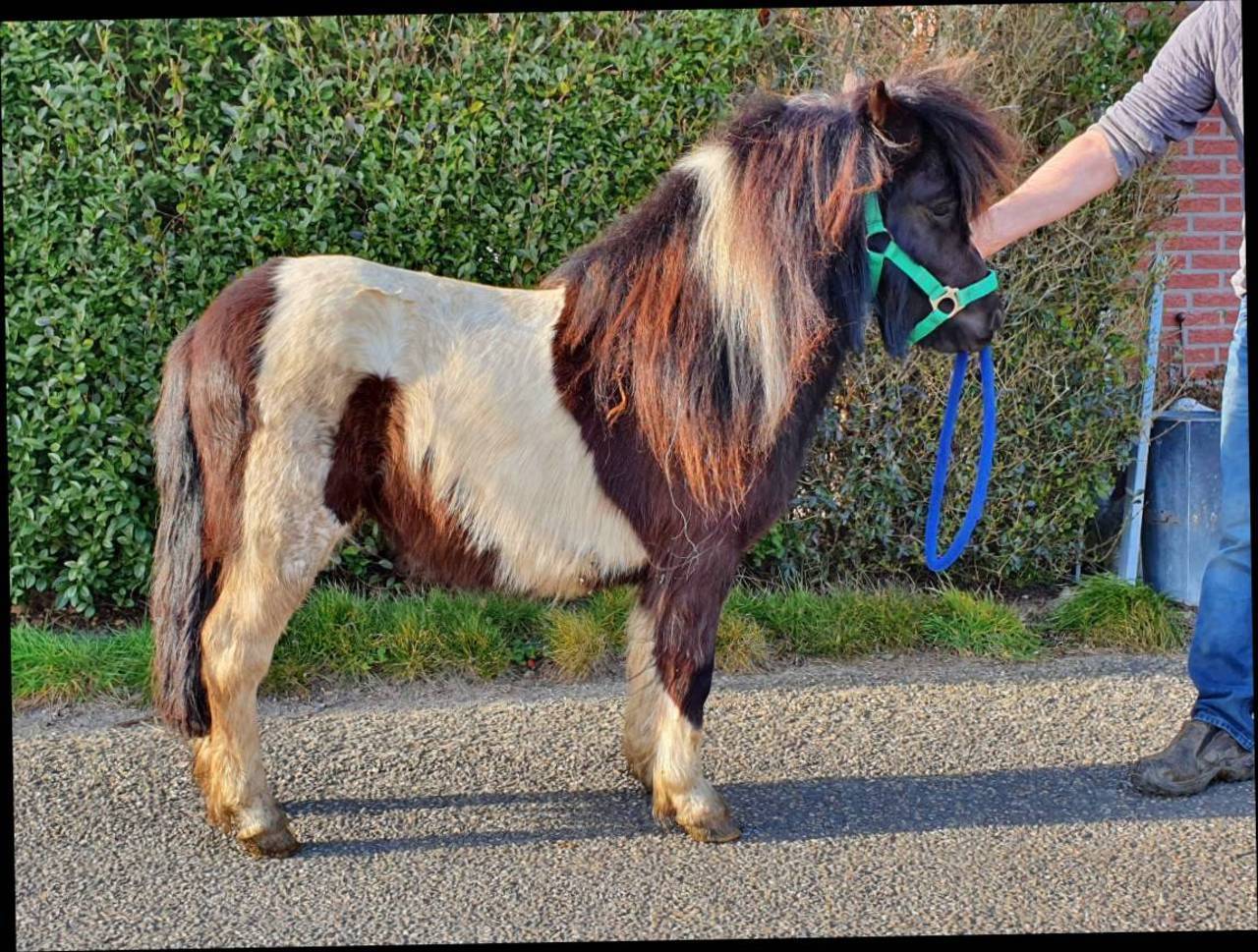 Pferdemarkt Pony: Pony Stute kaufen - Landwirt.com