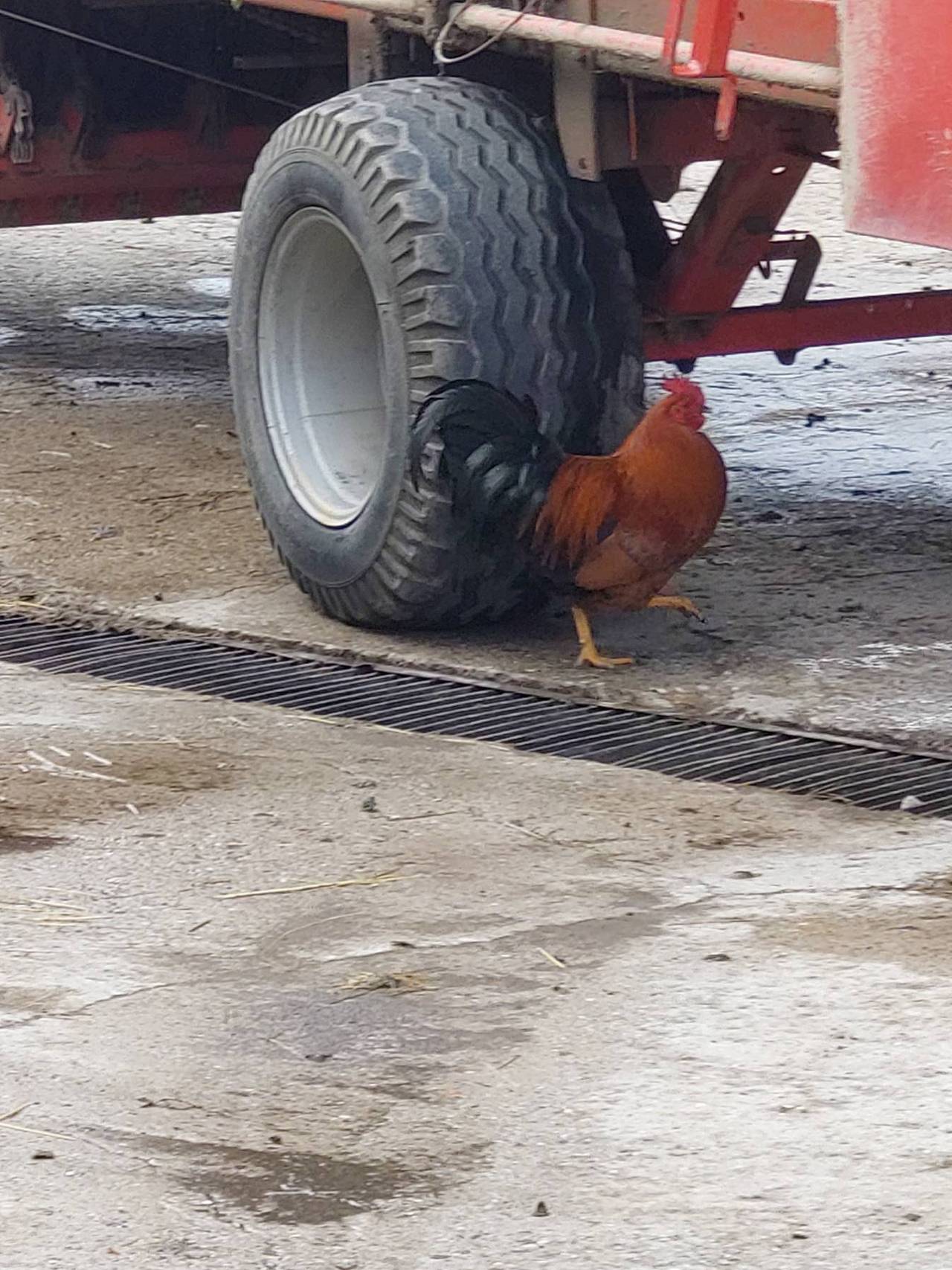 Hähne: Hähne Zu Verschenken Kaufen - Landwirt.com