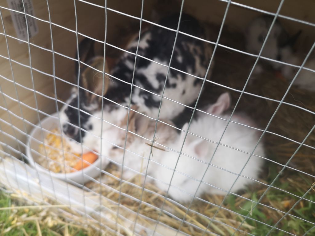Zwergkaninchen Zwergkaninchen kaufen