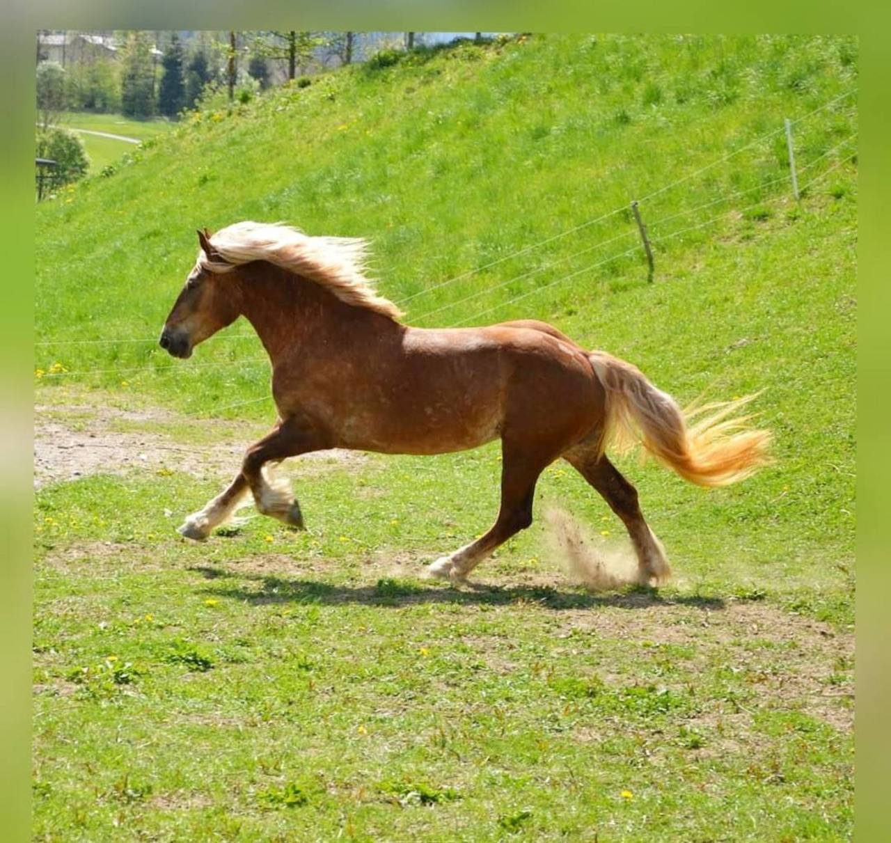 Pferdemarkt Noriker: Noriker Stute, 8 Jahre kaufen - Landwirt.com