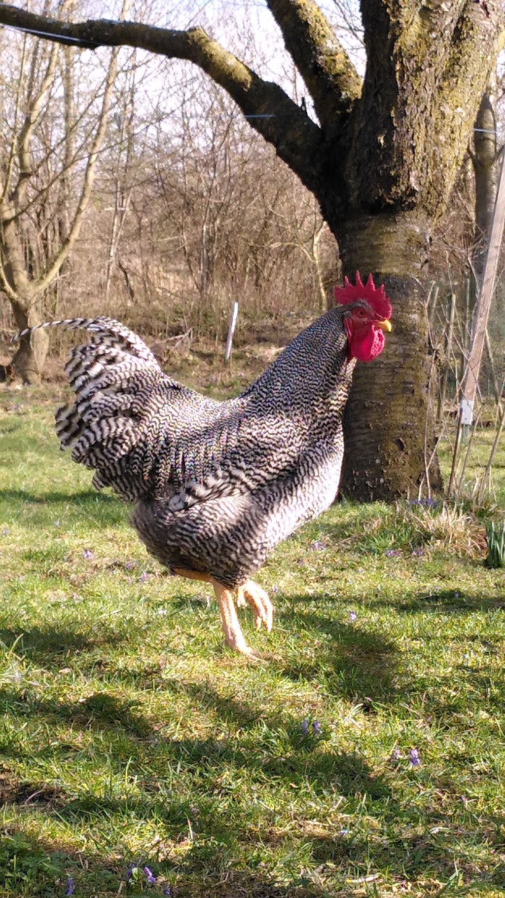 Sonstiges Geflügel: Bruthenne (Zwergholländermix) plus Küken kaufen - Landwirt.com