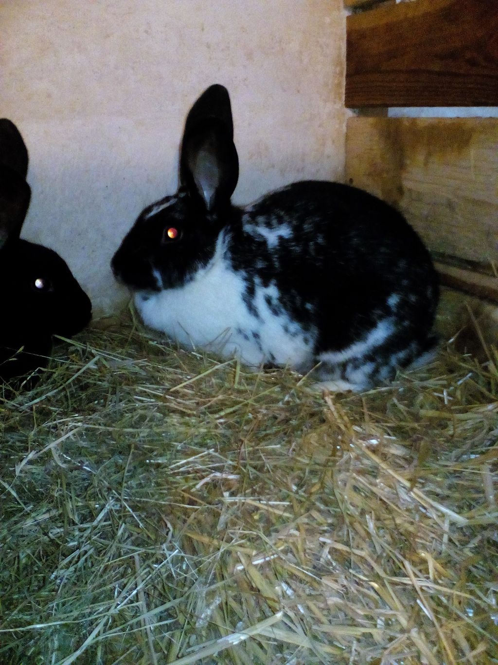 Fleischhasen Hasen kaufen