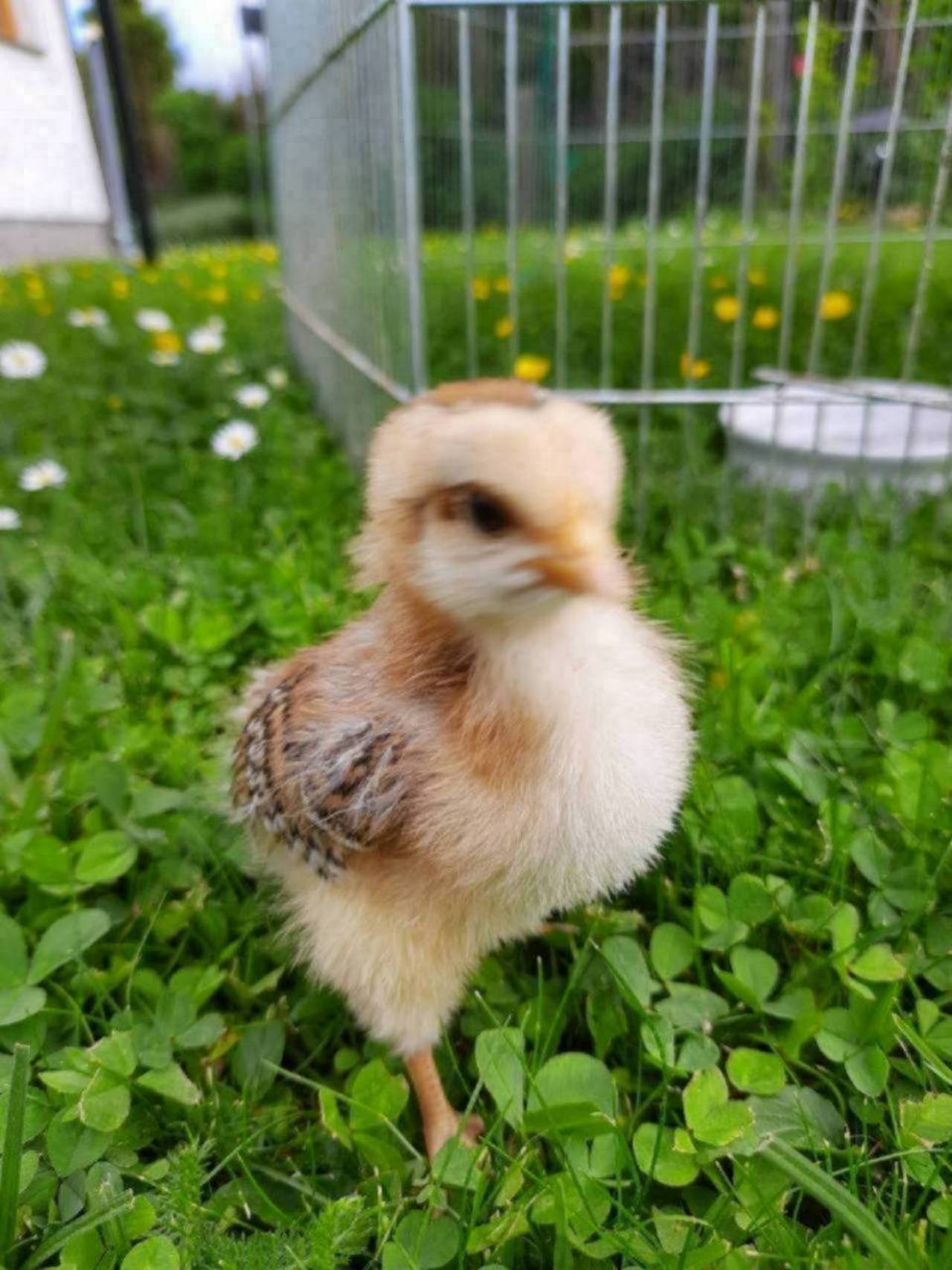 Küken Küken kaufen