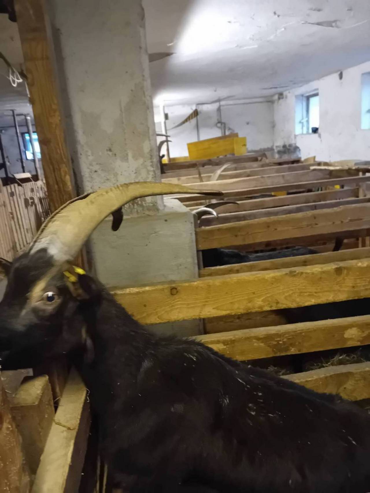 Aosta Ziegen: Aosta Ziege abzugeben kaufen - Landwirt.com