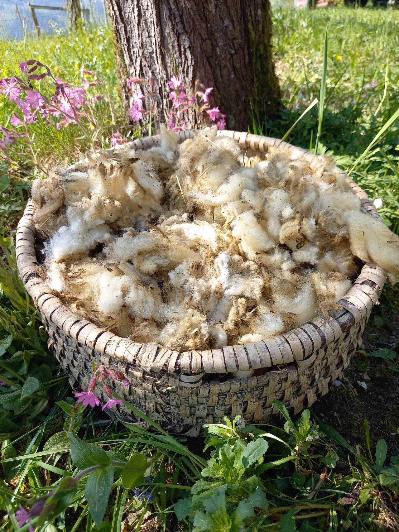 59+ Bio Gärtner Schafwolle Im Blumentopf, Welche das sind und was